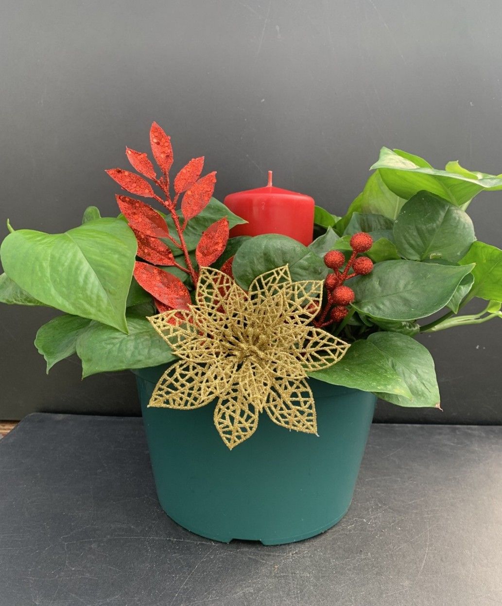 Pothos Ivy in 10 inch pot