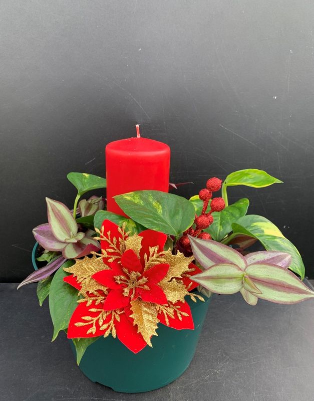 Pothos Ivy and Inch Plant in 10-inch pot