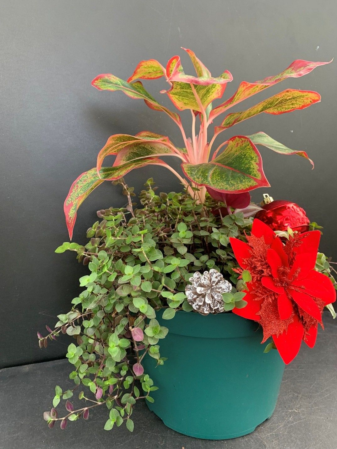 Chinese Evergreen Aglaonema Red Siam with Creeping Turtle Vine in 10-inch pot