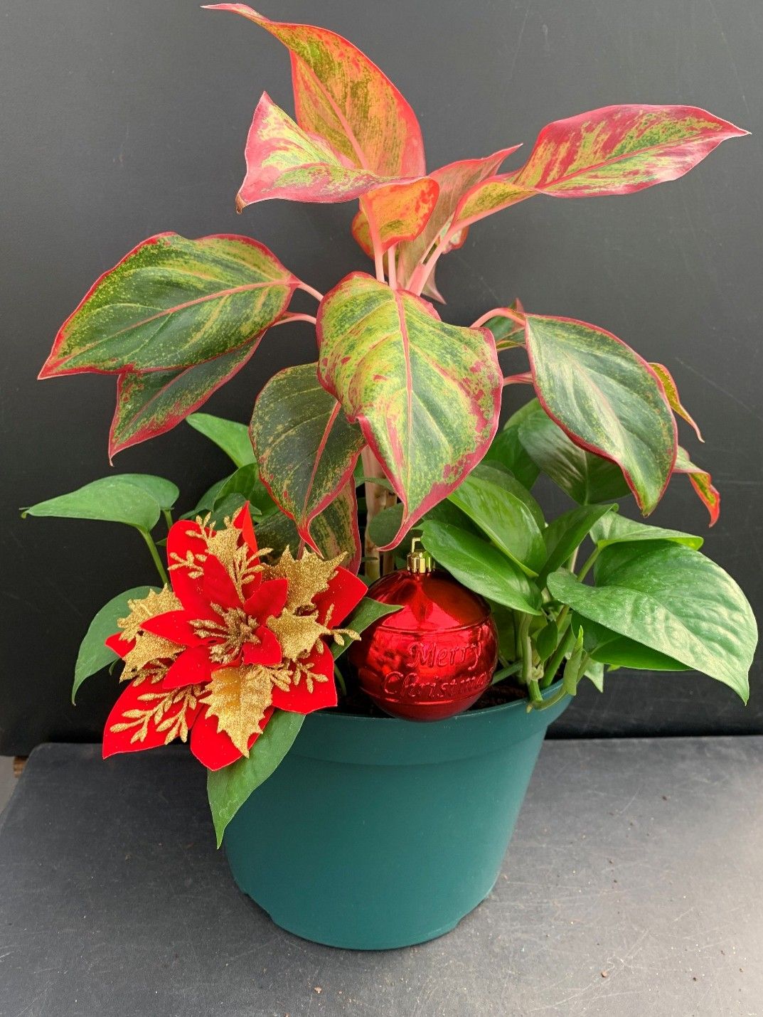 Chinese Evergreen Aglaonema Red Siam with Pothos Ivy in 10-inch pot