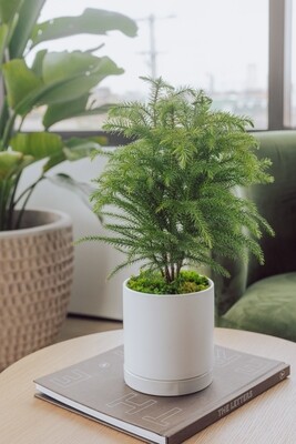 6" Potted Norfolk Pine Tree