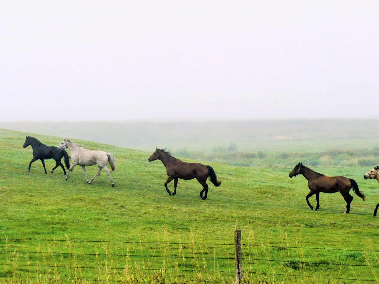 Horses