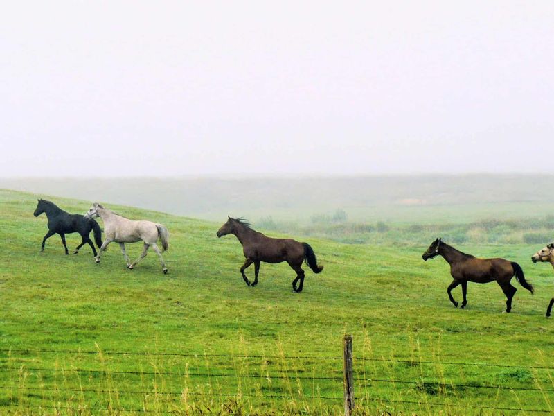 Horses