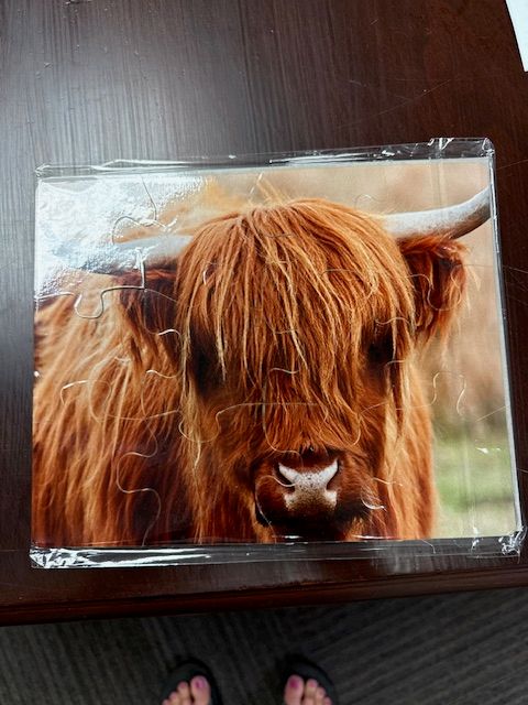 Highland Cow