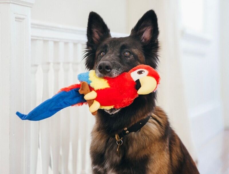 P.L.A.Y. Fetching Flock Plush Toys - Papagei
