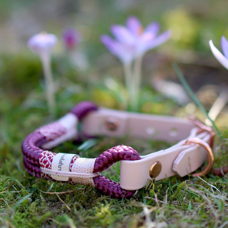 *Sofortkauf* Halsband HU 22-26cm Standard Tau *Sofortkauf* Halsband HU 22-26cm Standard Tau
