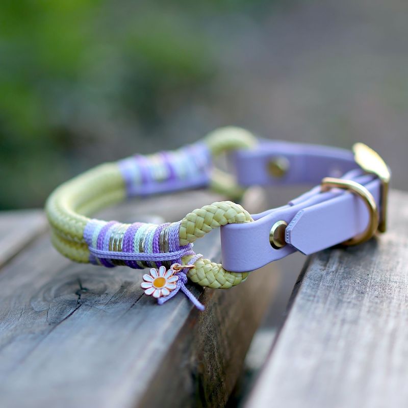 *Sofortkauf* Halsband HU 25-30cm Standard Tau *Sofortkauf* Halsband HU 25-30cm Standard Tau