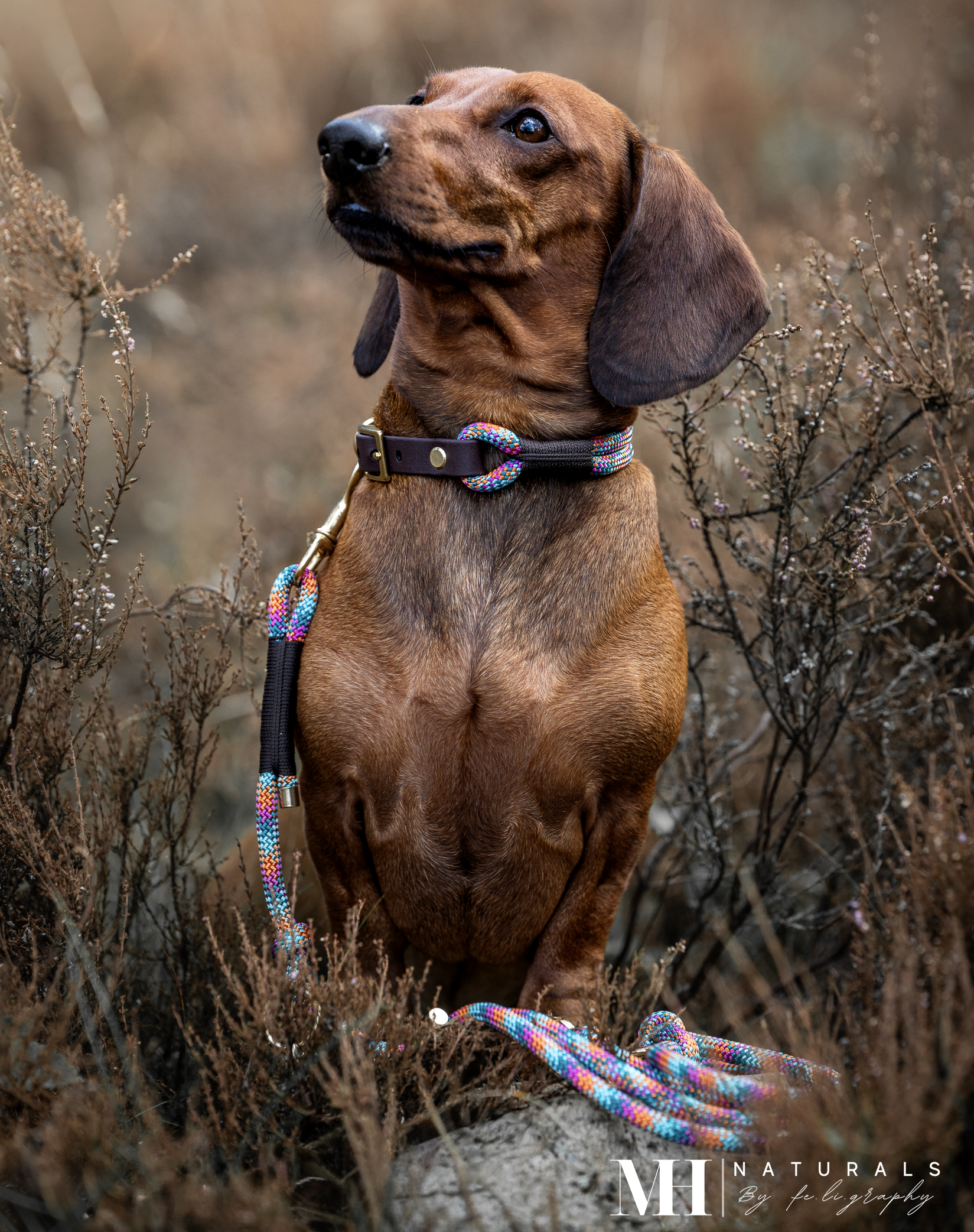 *Sofortkauf* Leine 8mm Premium Tau