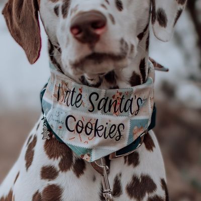 *Weihnachten 2025* Wendehalstuch