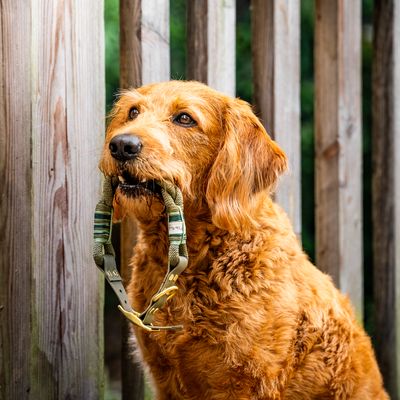 Halsband aus Tau Design Loki