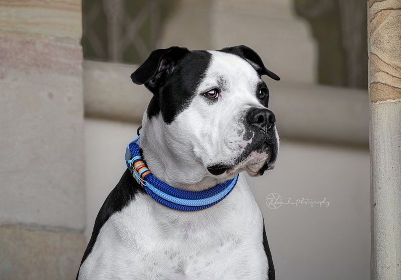 Halsband aus Tau Design Ragnar