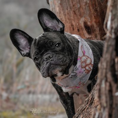 *Ostern 2026* Wendehalstuch