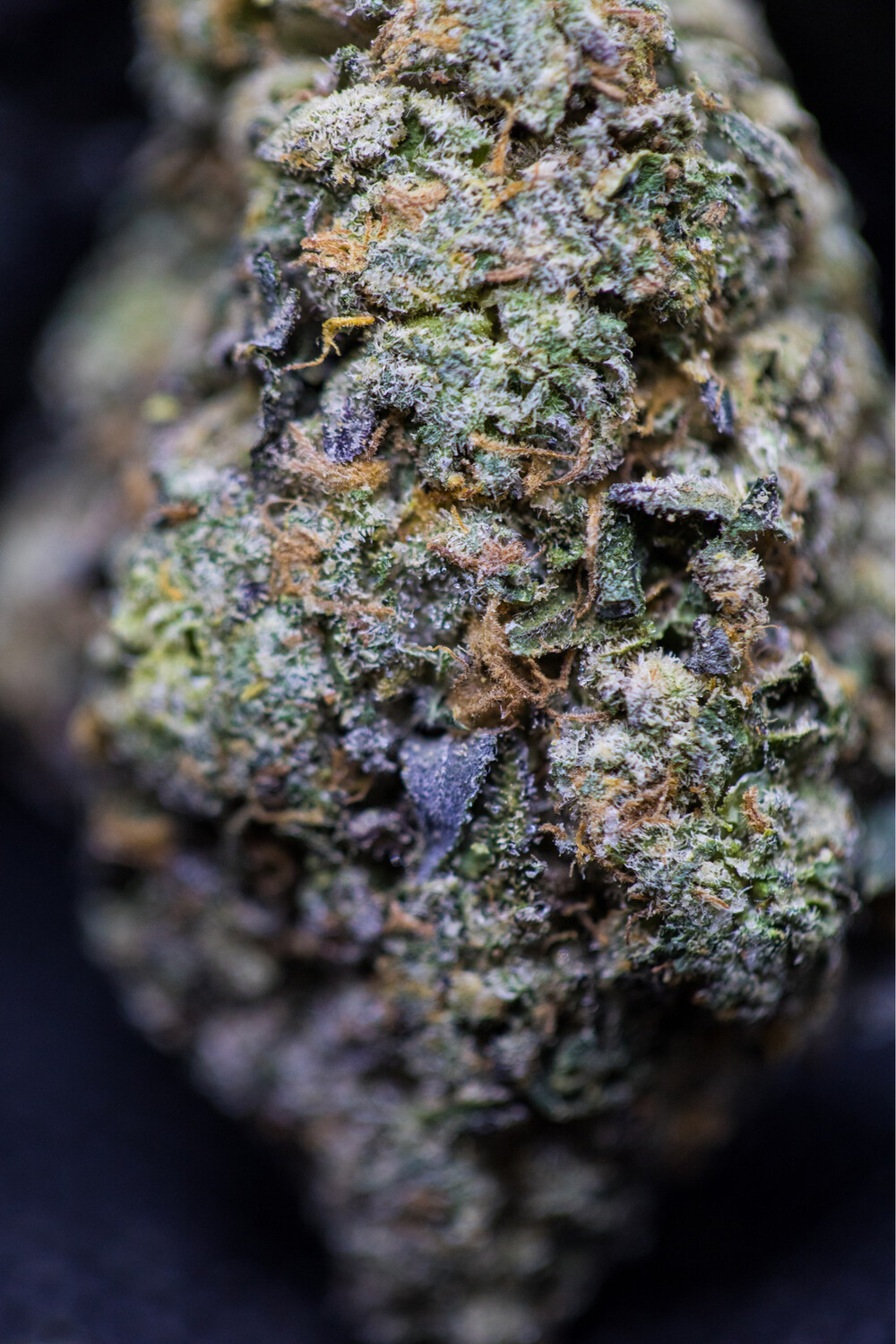 Rainbow Sherbet Hybrid half