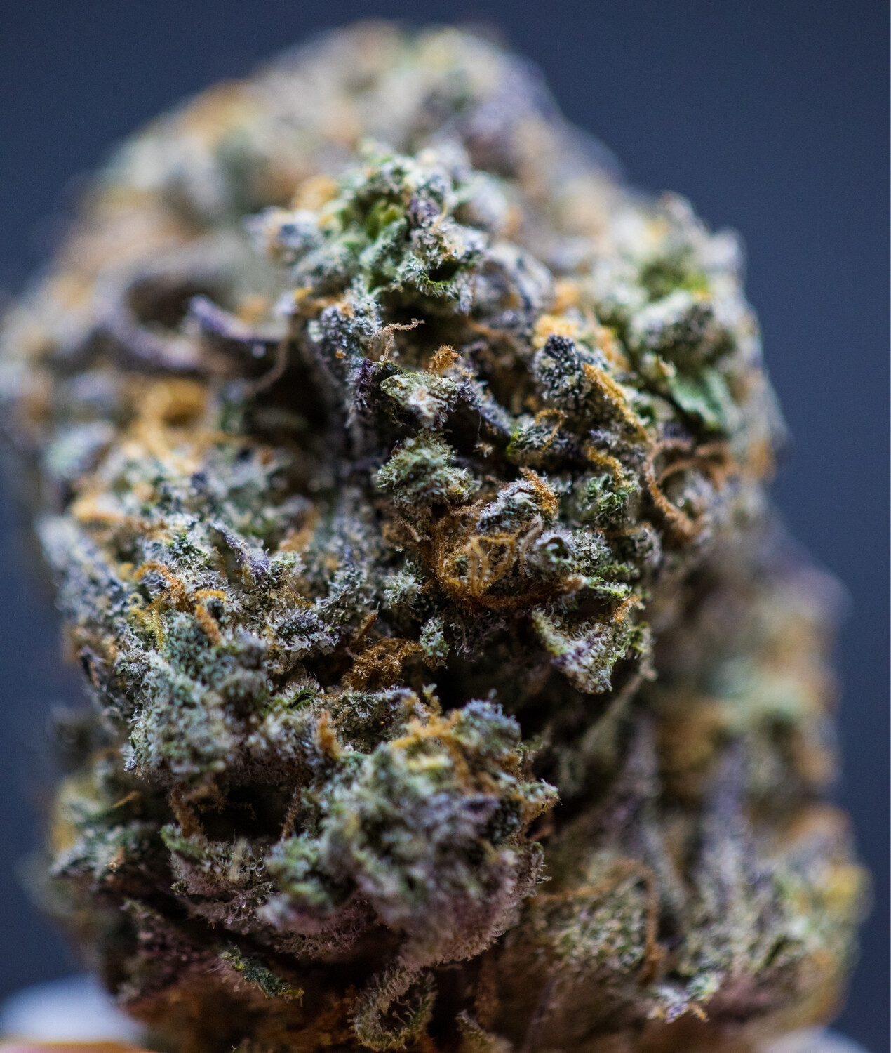 Jealousy Runtz Hybrid