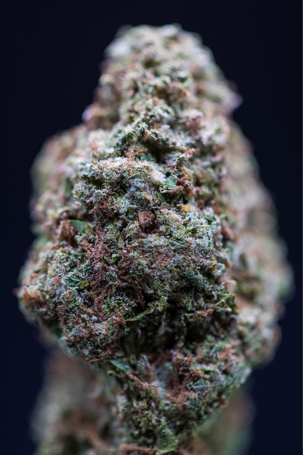 Hood Candy Hybrid Half