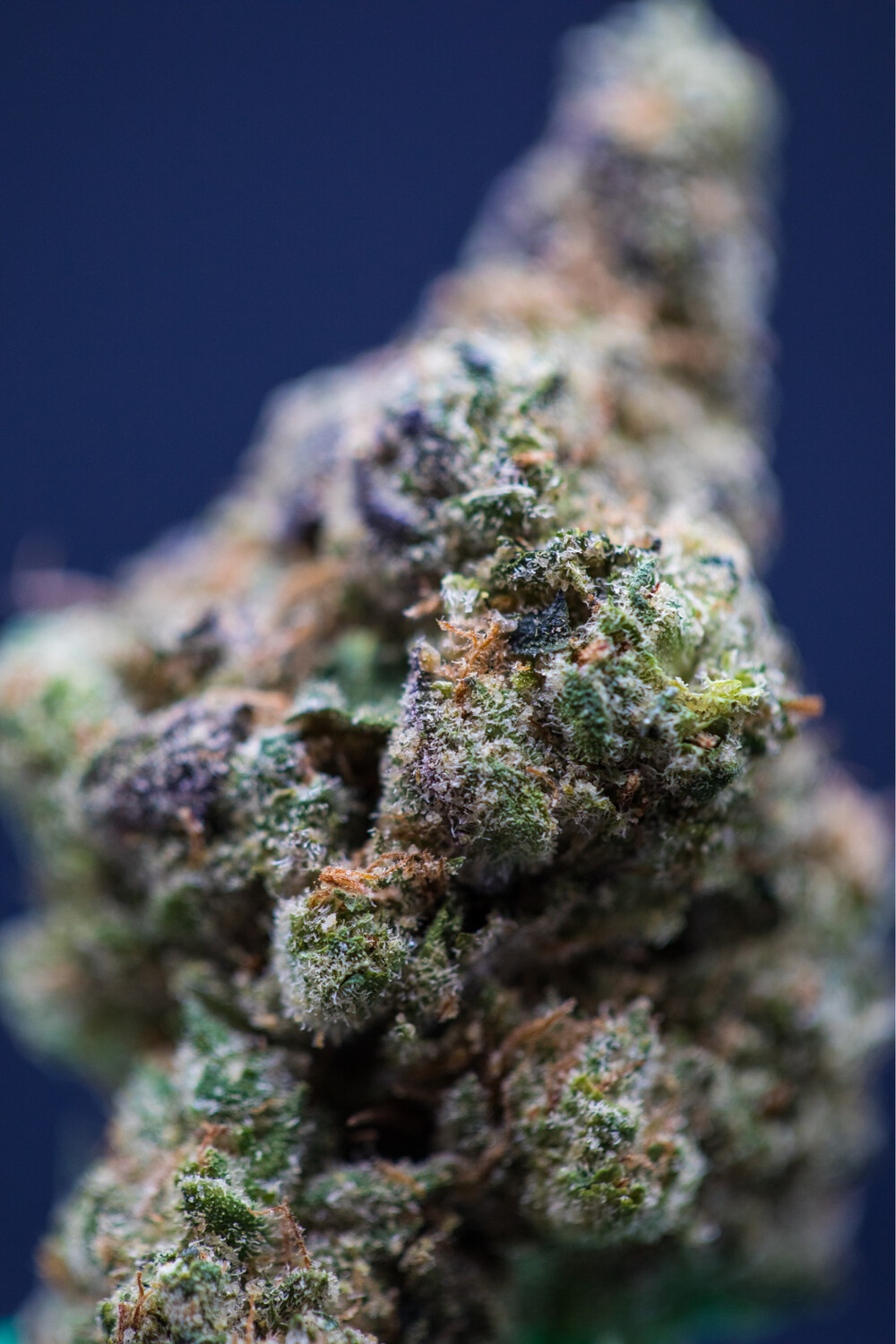 Garlic Gushers Hybrid