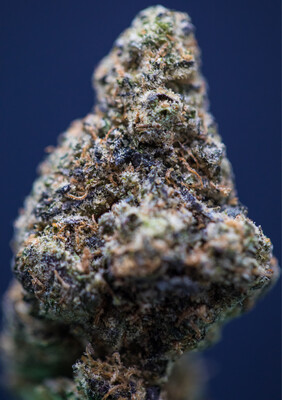 Black Truffle Gelato