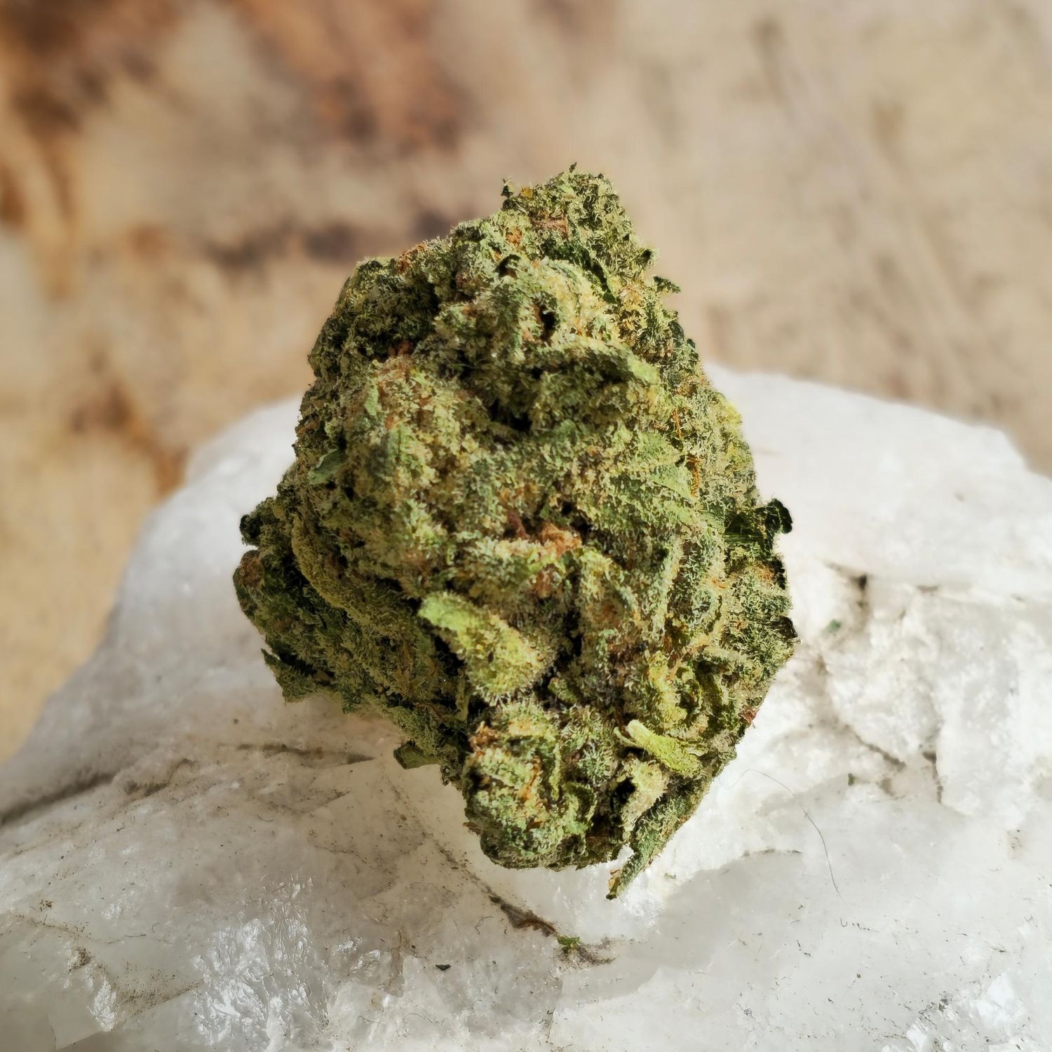 Banana Cream Cake x Jealousy Hybrid