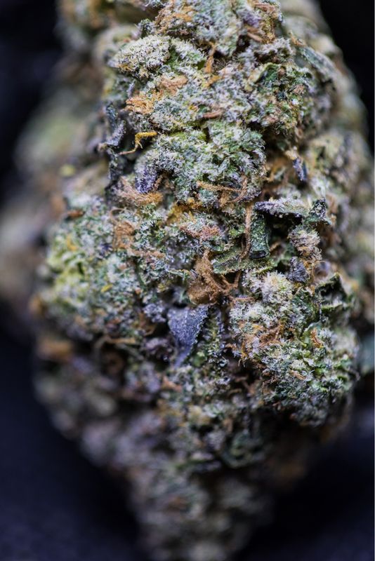 Rainbow Sherbet Hybrid