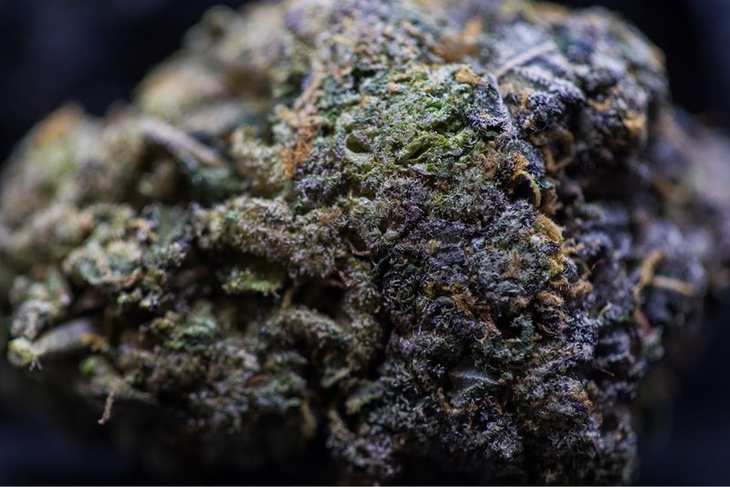 Rainbow Sherbet Hybrid