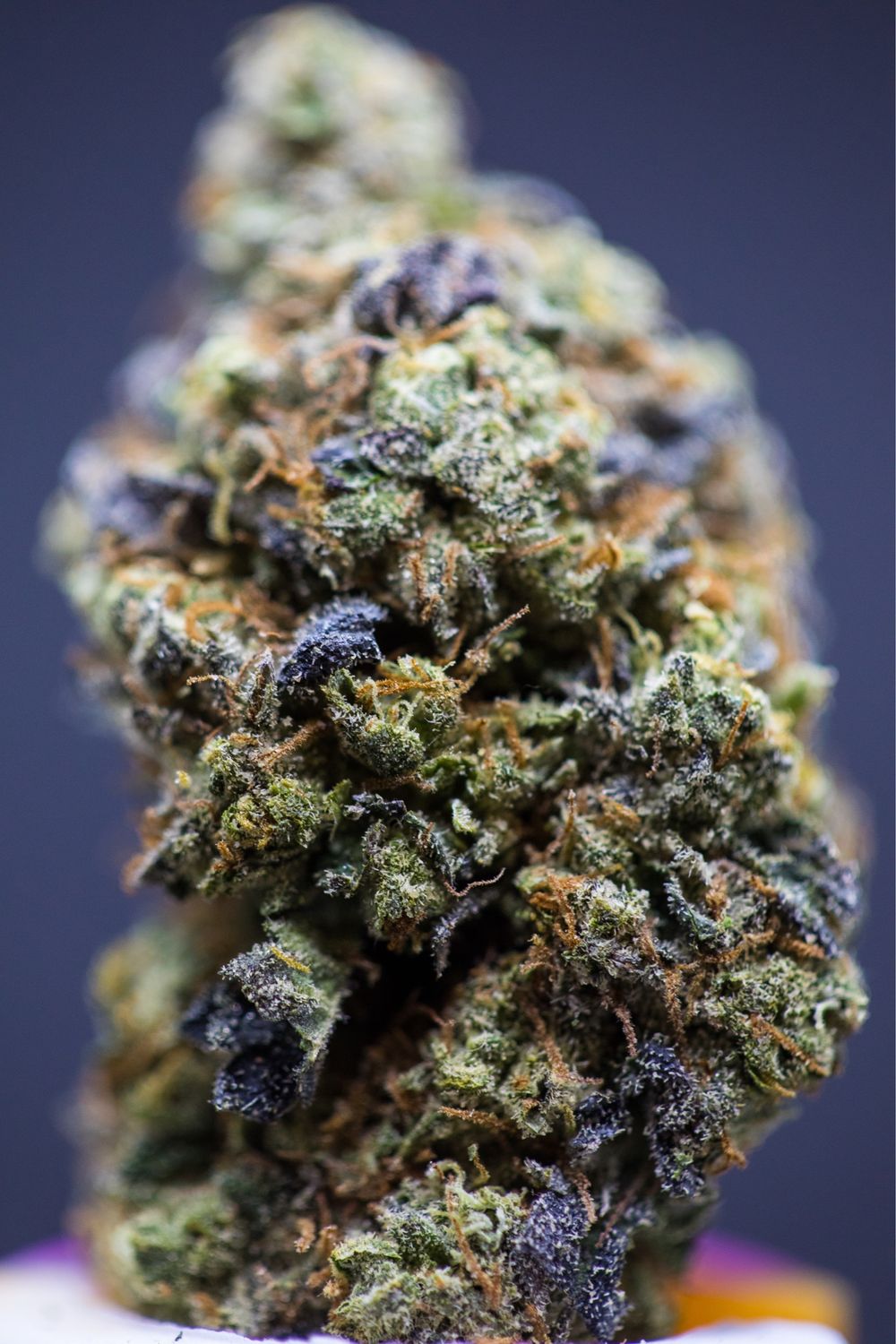 Bubble Gum Cookie Indica Hybrid Zip