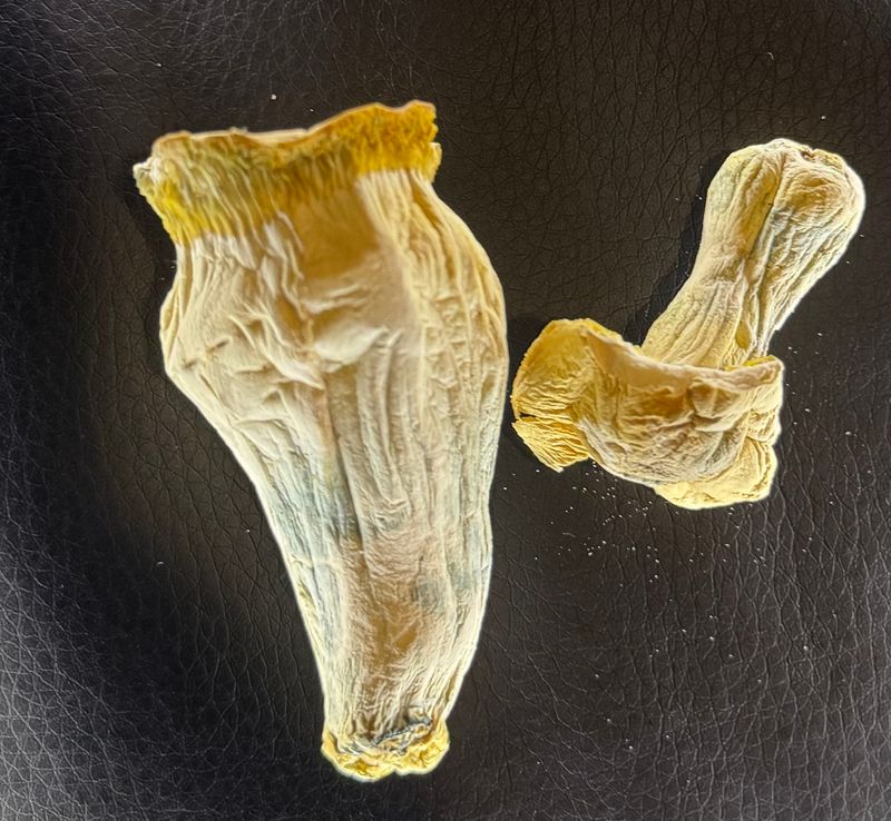 Ghost Golden Teacher Mushrooms