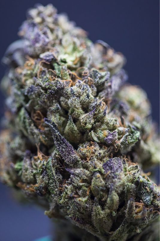 Cinnamon Milk Hybrid Half