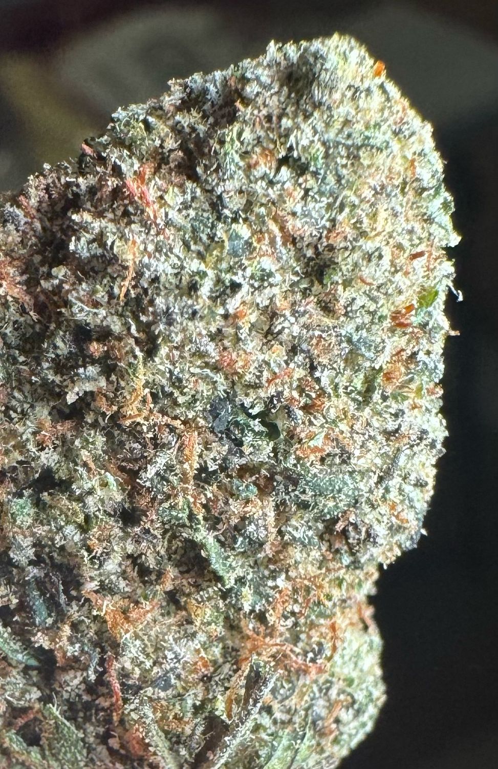 Black Gumbo (zip)