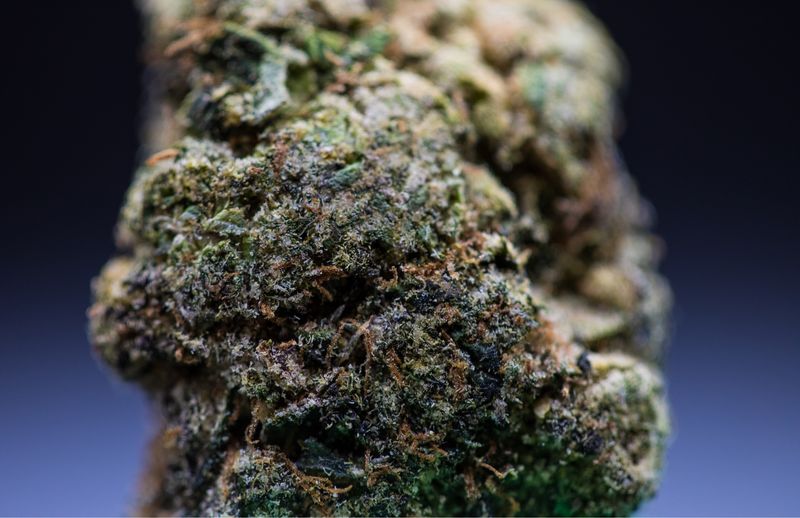 White Gumbo Hybrid Zip 