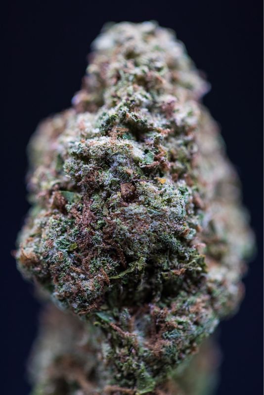 Hood Candy Hybrid
