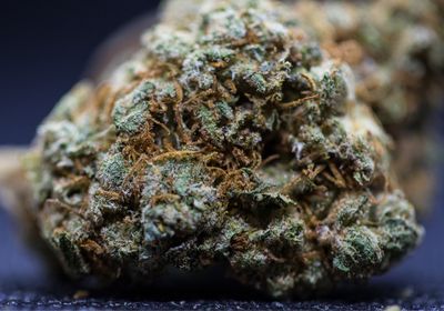Blueberry Yum Yumz zip