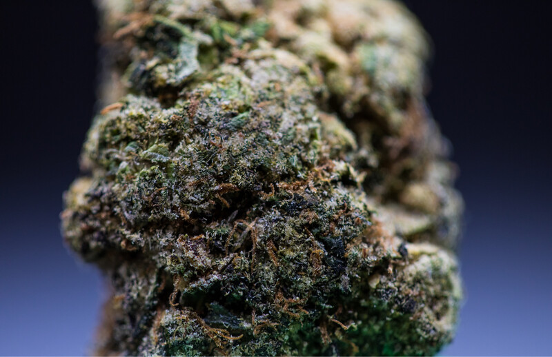 Lemon Cherry Gelato Hybrid