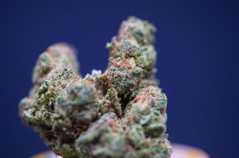 Candy Breath (Sativa) - half