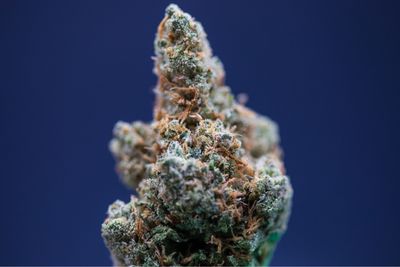 Super Lemon Cherry Hybrid Half