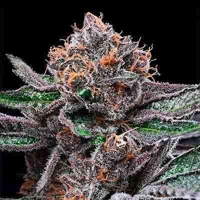 Candy Candy