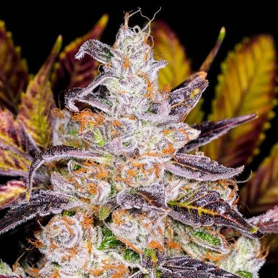 Cherry Poptart (Indica hybrid) - Half Zip