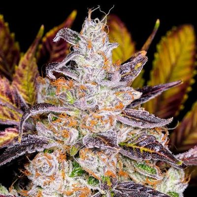 Cherry Poptart (Indica hybrid) - Half Zip