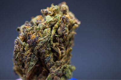 Jamba Juice Sativa