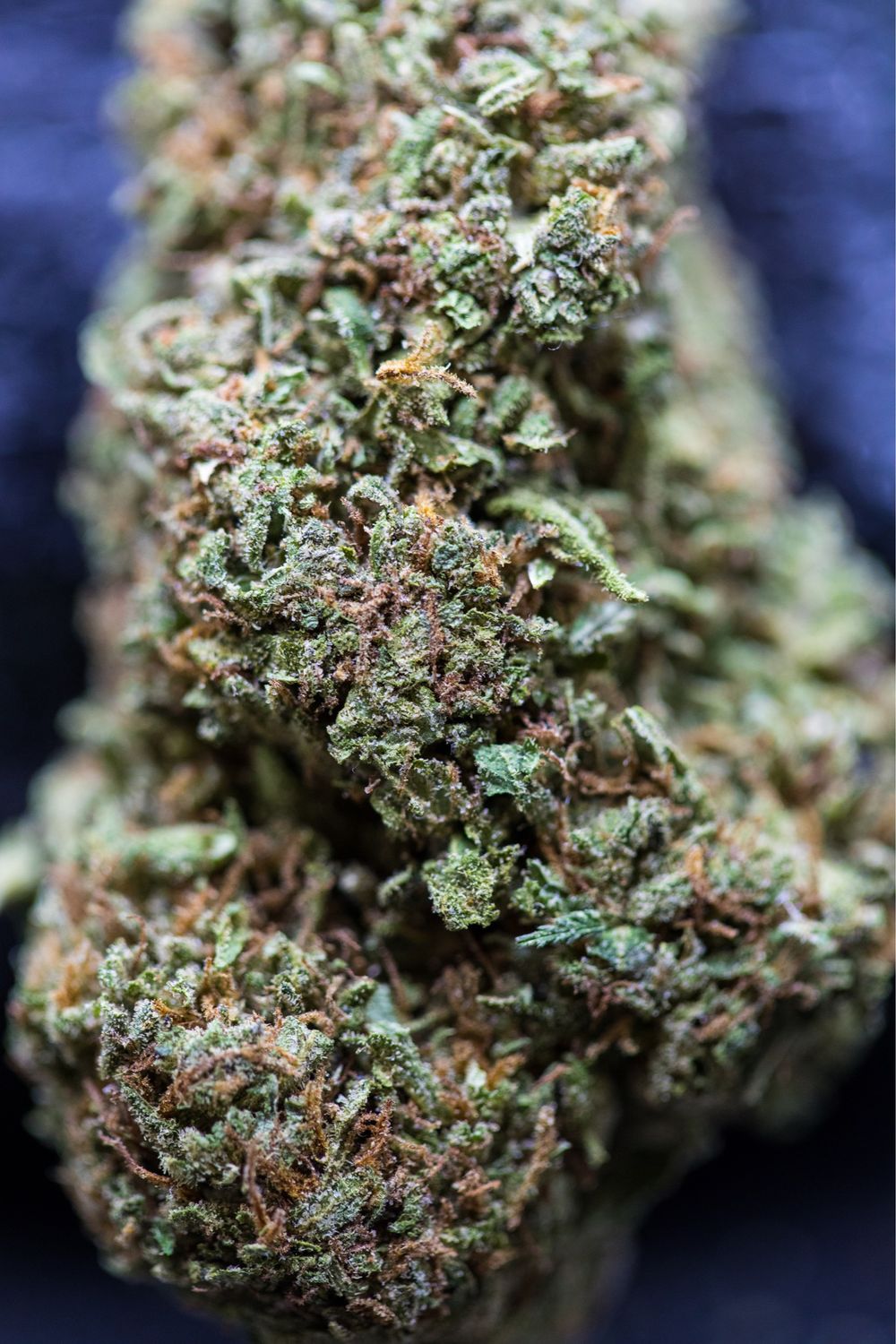 Pink Drink Hybrid half