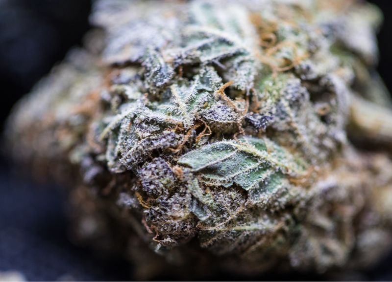 Dr Funk Indica half