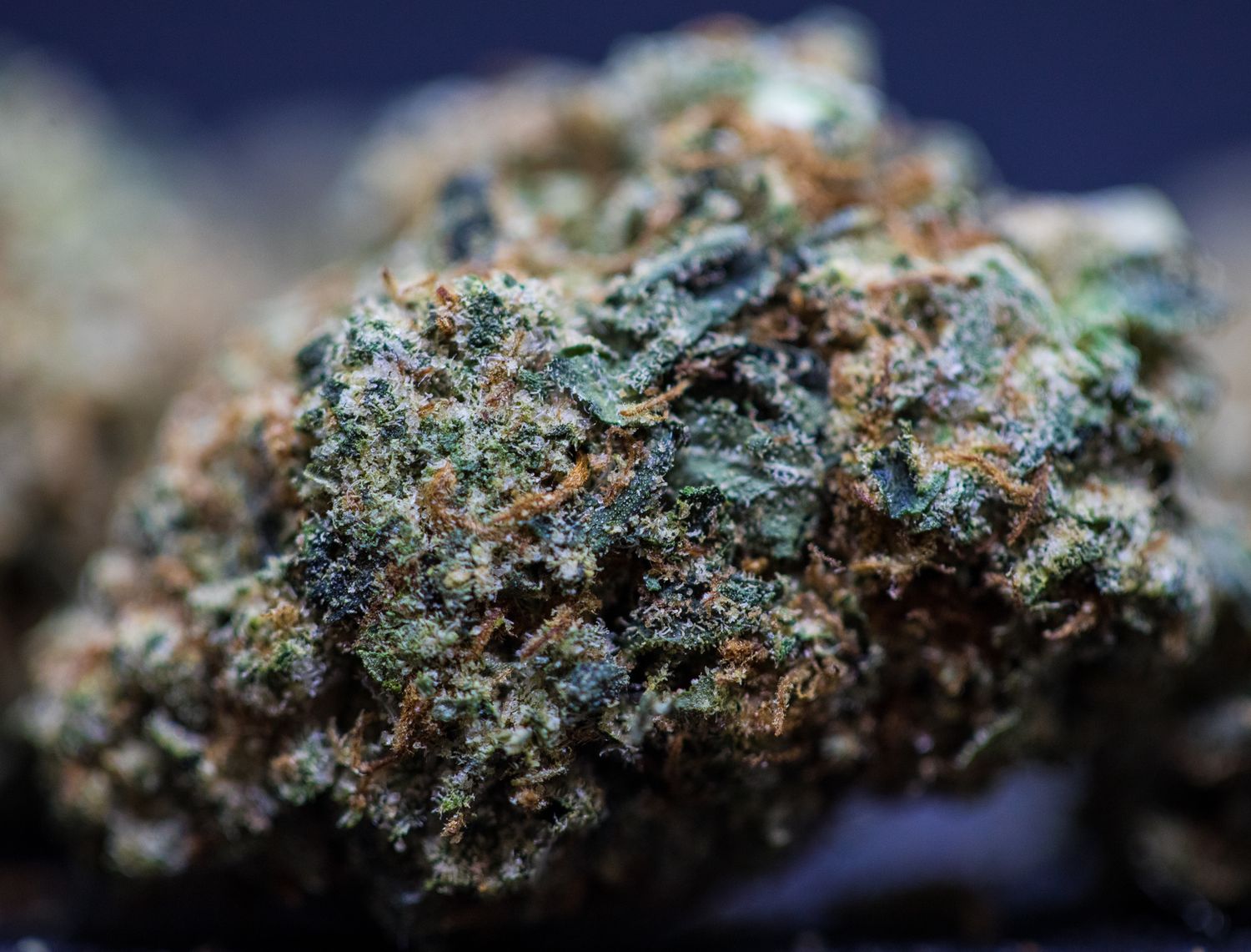 Marshmallow Indica hybrid half