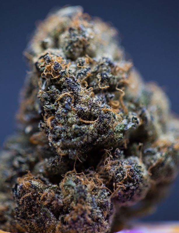 Thai Sunrise (SDH) Zip