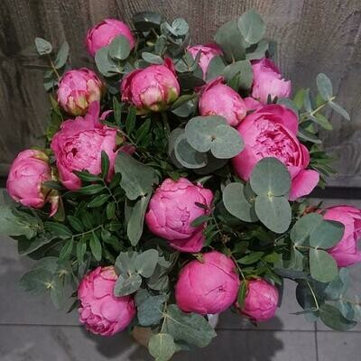 Pivoines roses