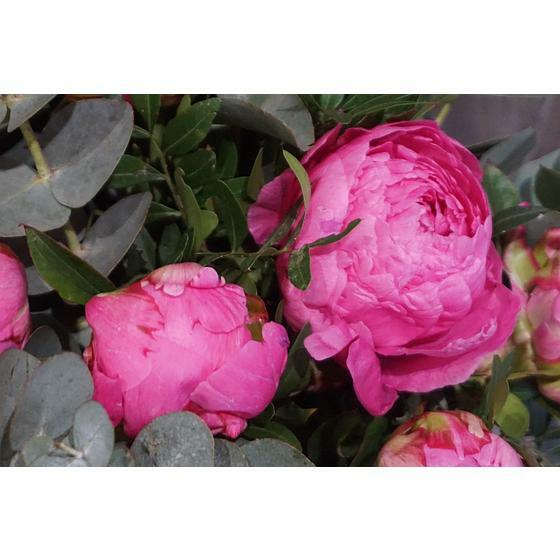 Pivoines roses