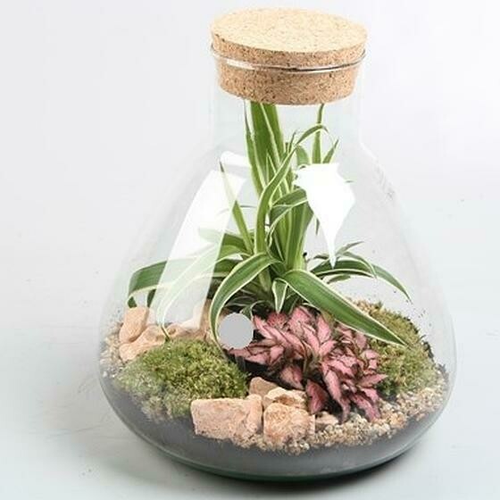 Terrarium 5