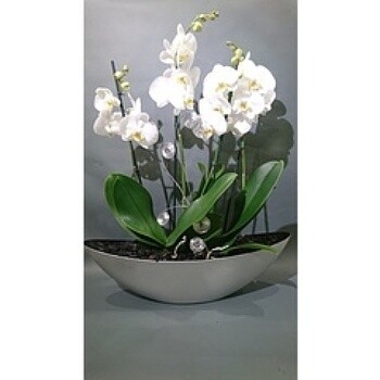 Coupe d'Orchidées Blanches