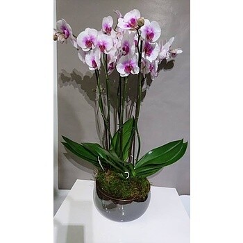 Coupe d'Orchidées Roses