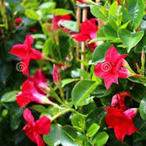 Dipladenias espalier hauteur 65cm