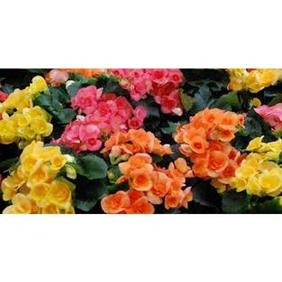 begonia