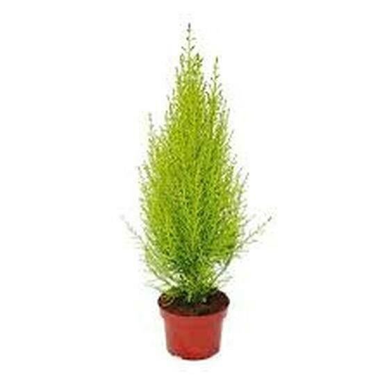 Golcrest cupressus